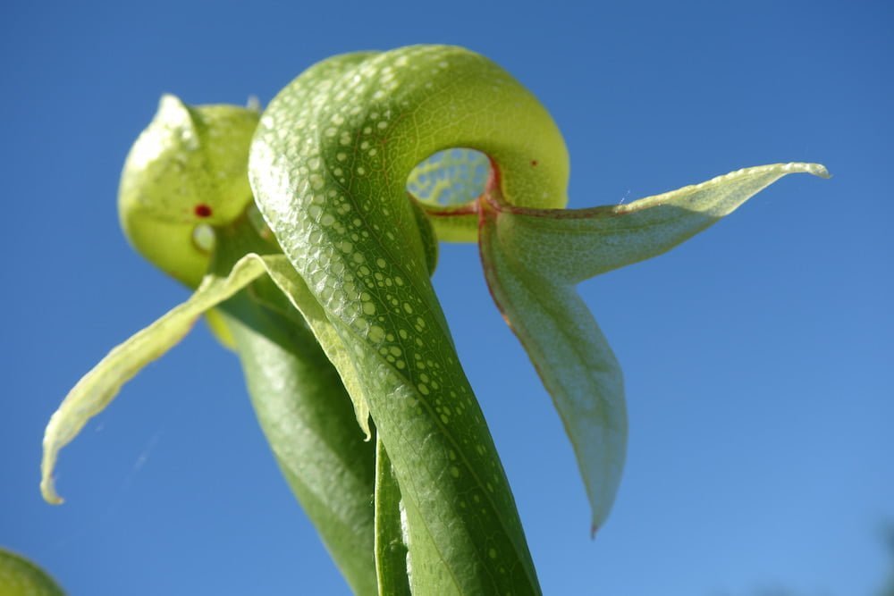 Darlingtonia californica