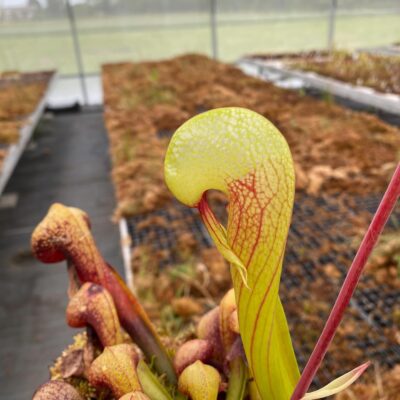 Darlingtonia californica “Meadowhall” x “Goliath” DFD11_2