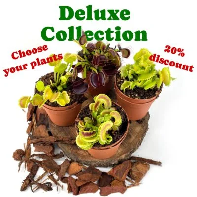 Collection Deluxe de Dionées