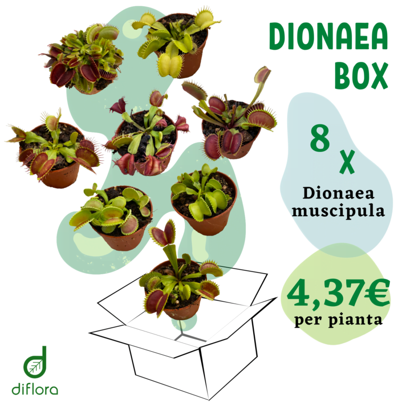 Dionaea Box