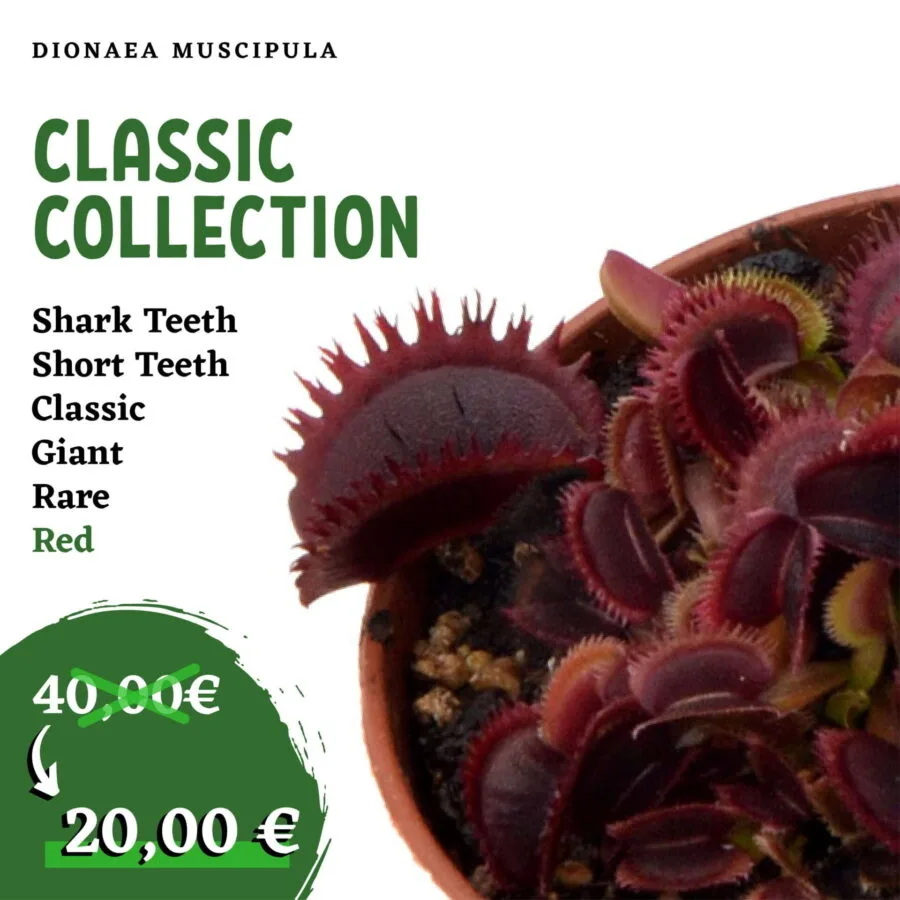 6X Dionaea muscipula CLASSIC COLLECTION