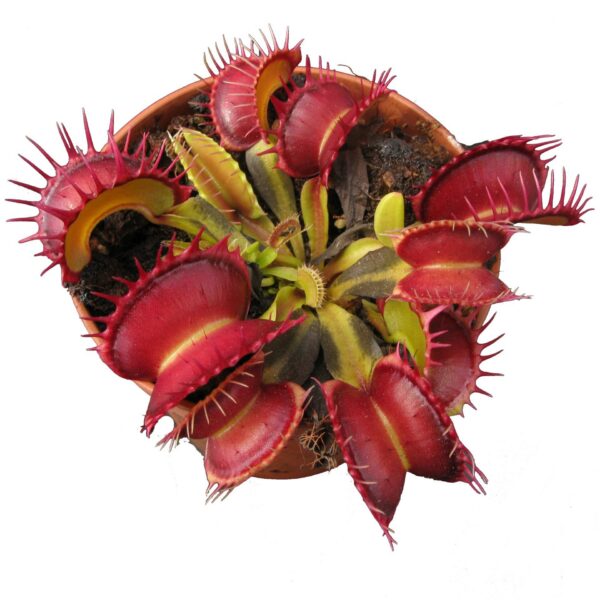 Dionaea muscipula "Harlequin"