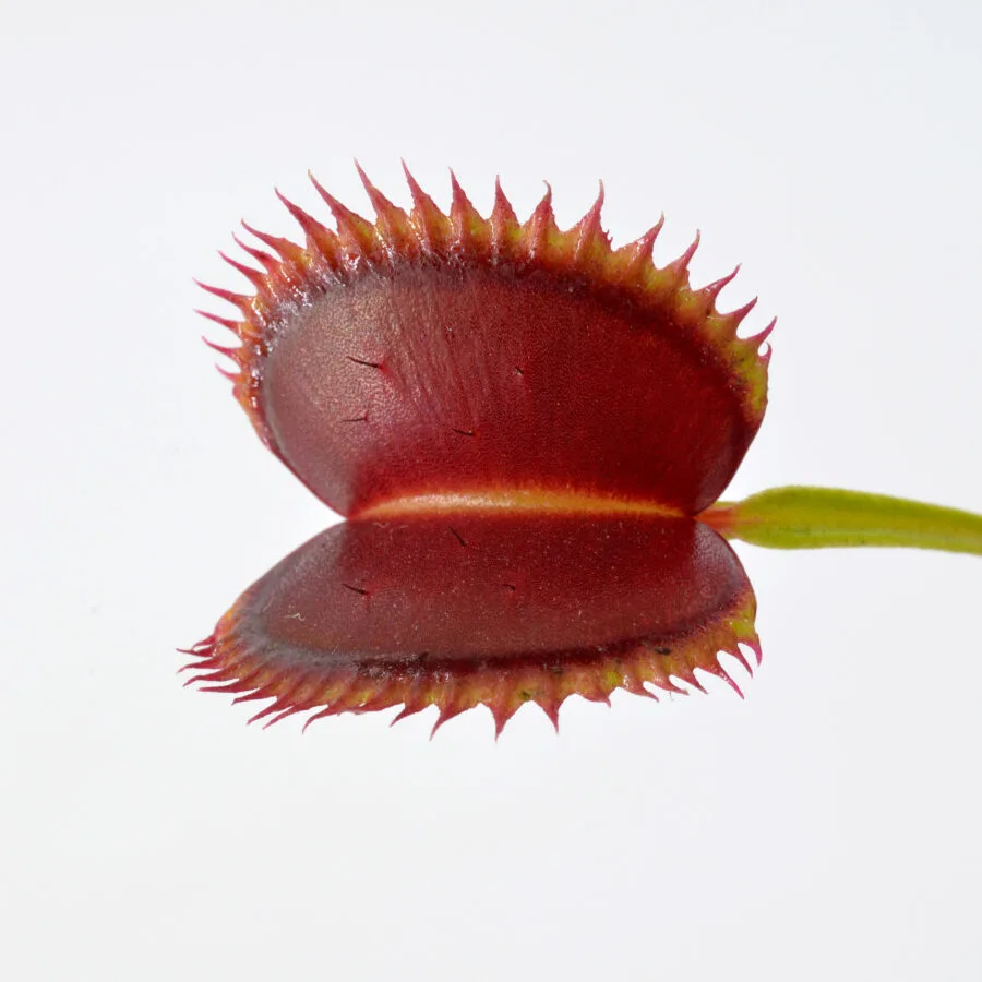 Dionaea muscipula "005"