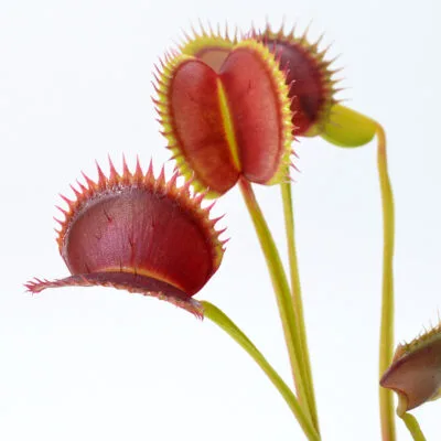 Dionaea muscipula "005"