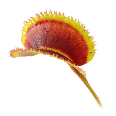 Dionaea muscipula “007”