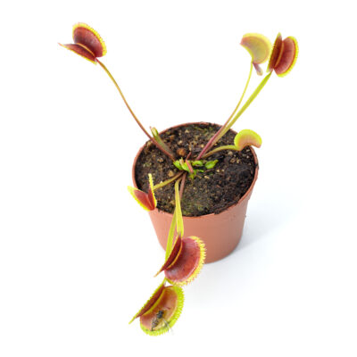 Dionaea muscipula “007”