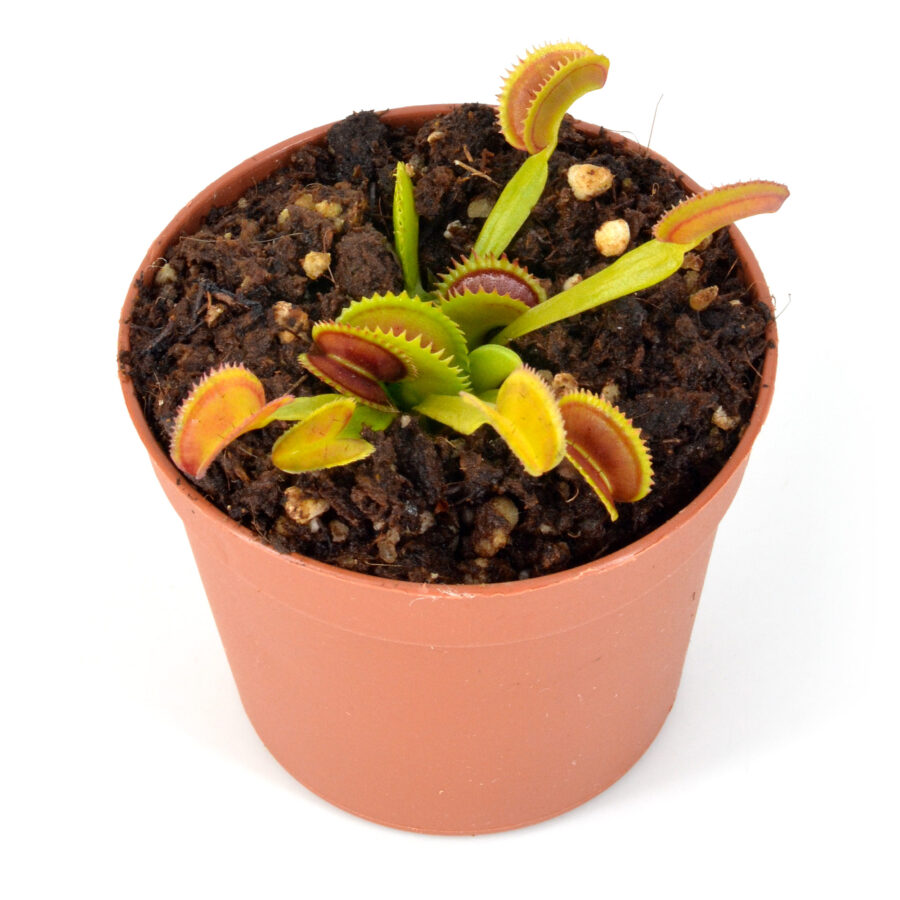 Dionaea muscipula "008"