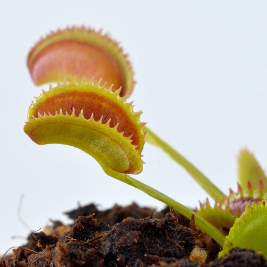 Dionaea muscipula 008 DSC_0469