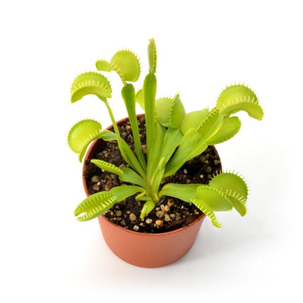Dionaea muscipula "01FCAM"