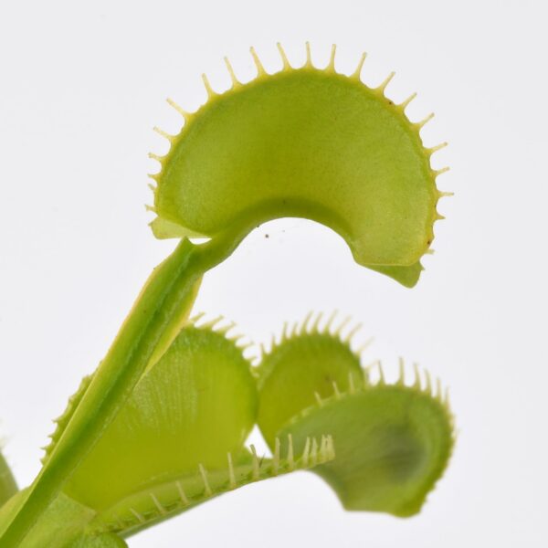 Dionaea muscipula 01F Cam