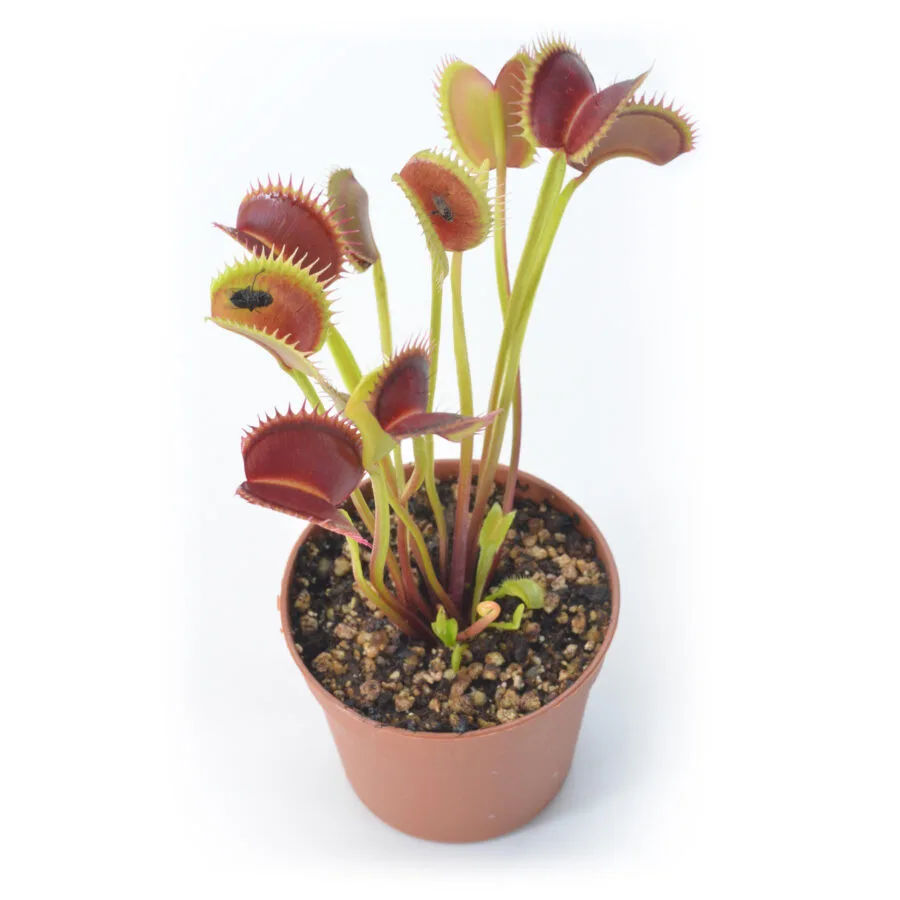 Dionaea muscipula "005"