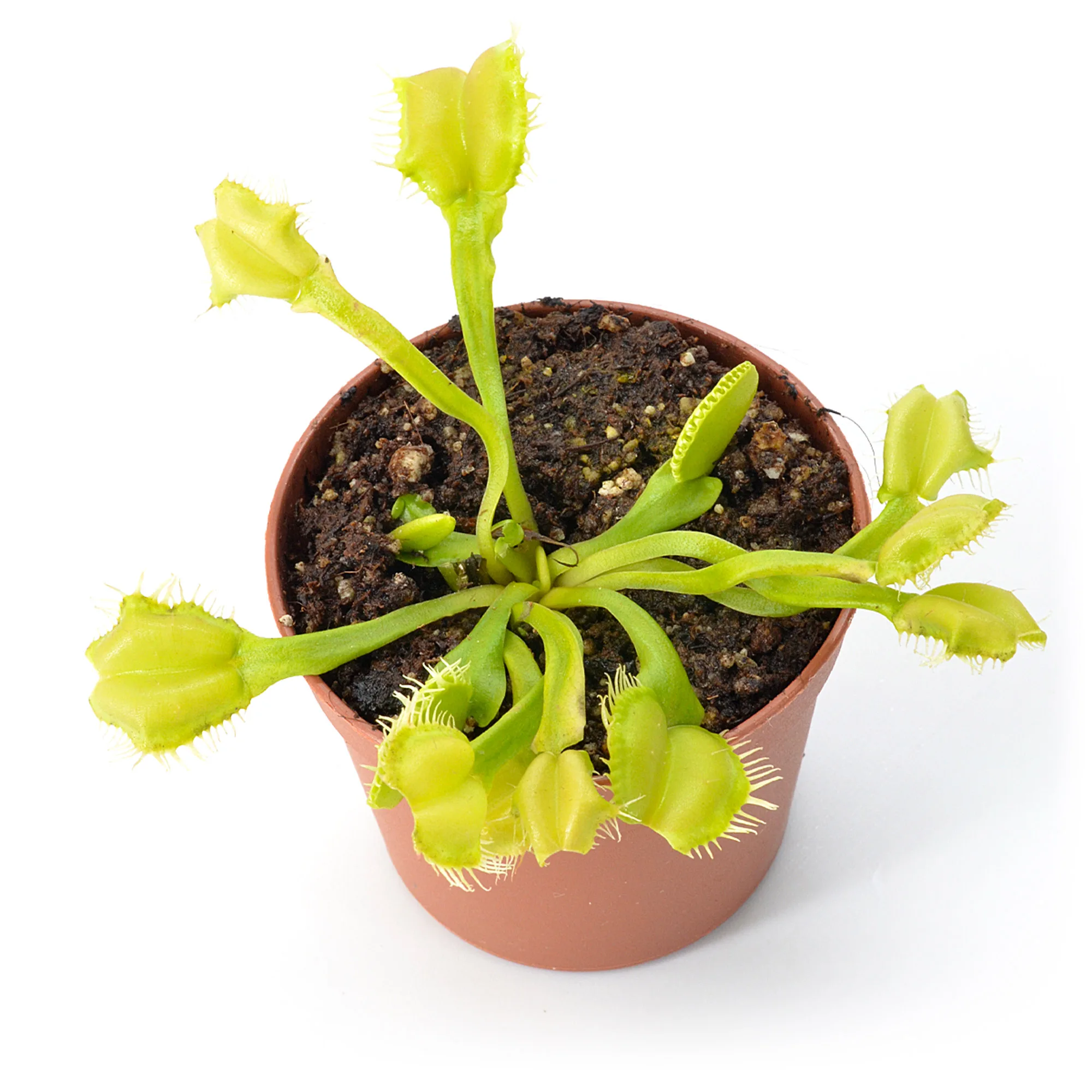 Dionaea muscipula "Angelwings All Green"