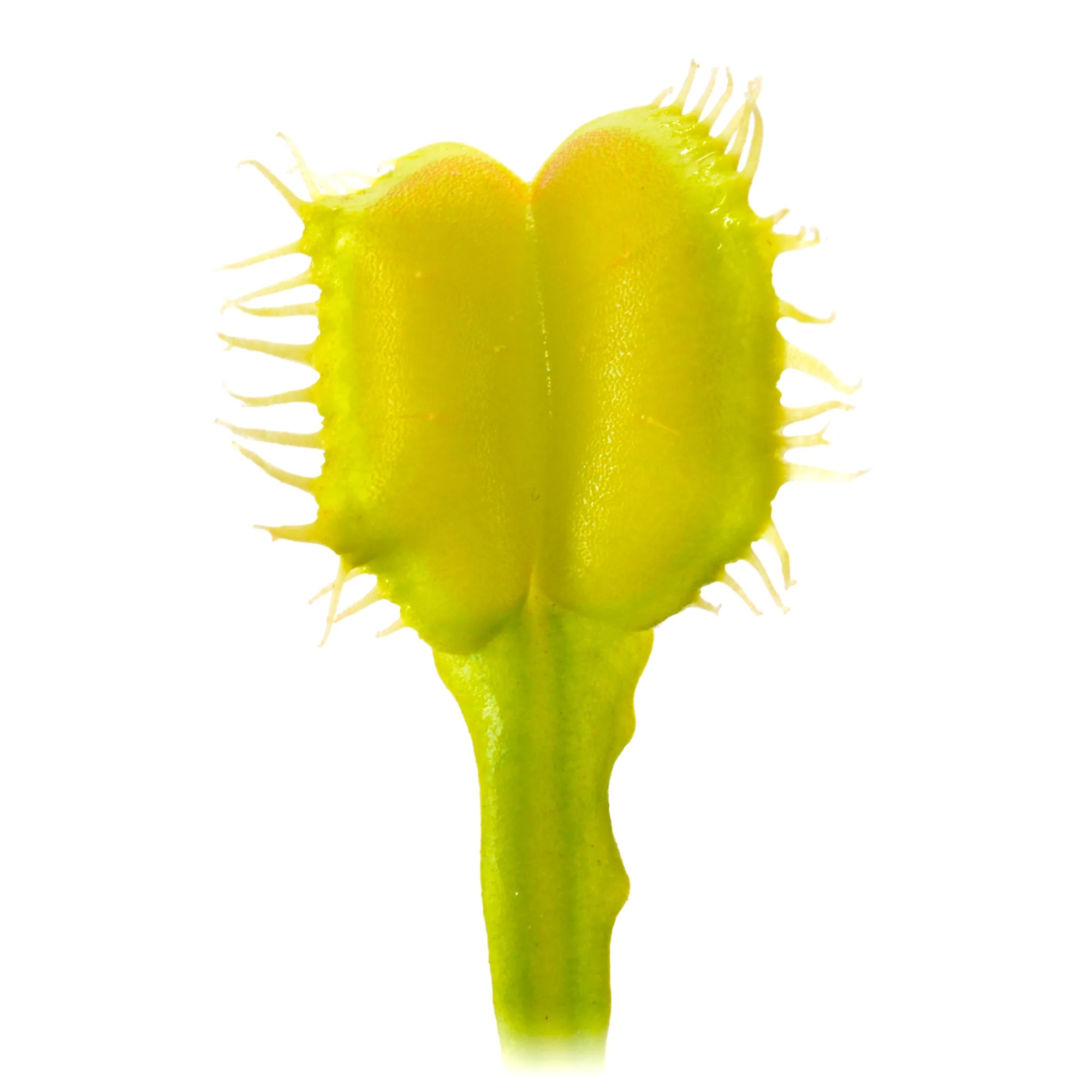 Dionaea muscipula "Angelwings All Green"