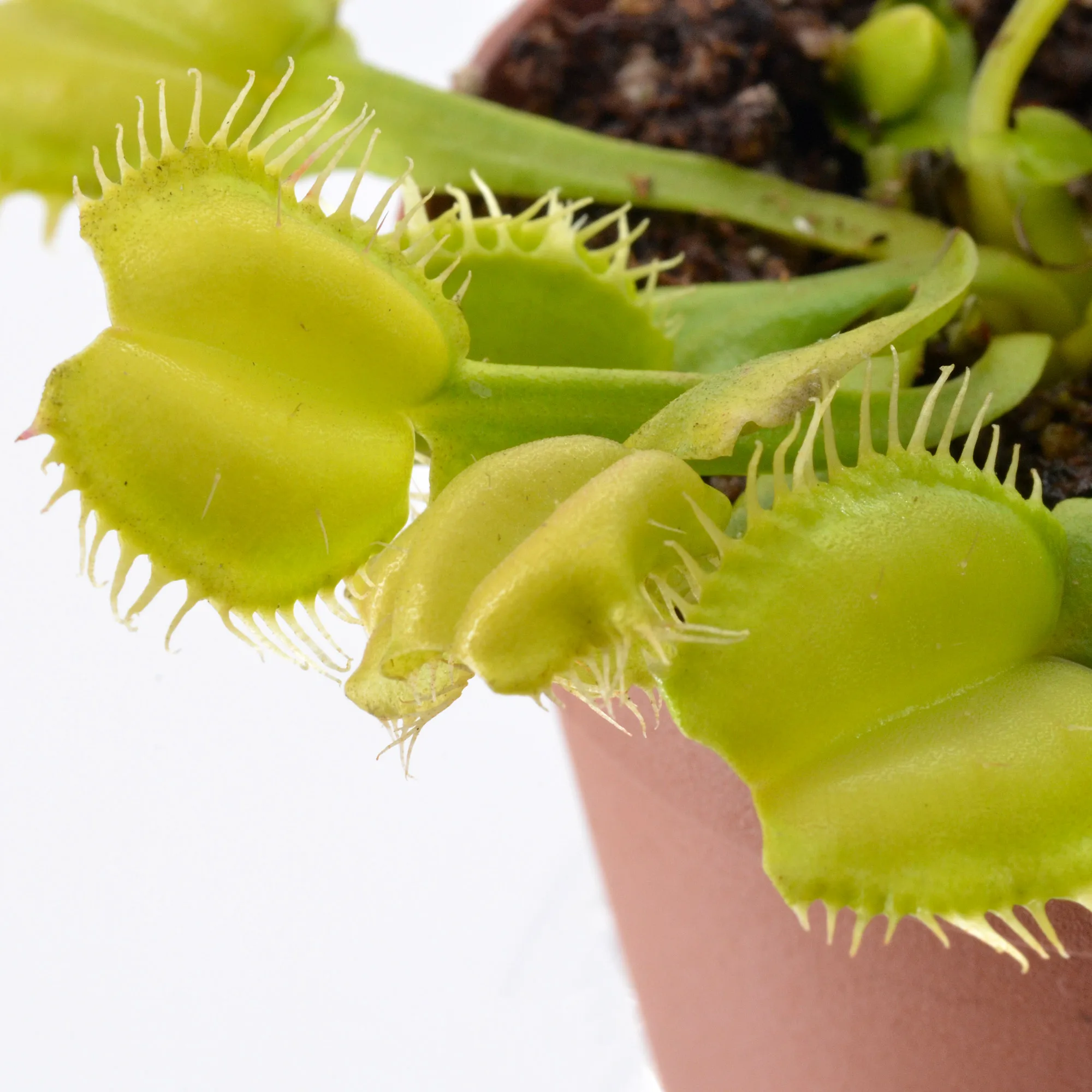 Dionaea muscipula "Angelwings All Green"