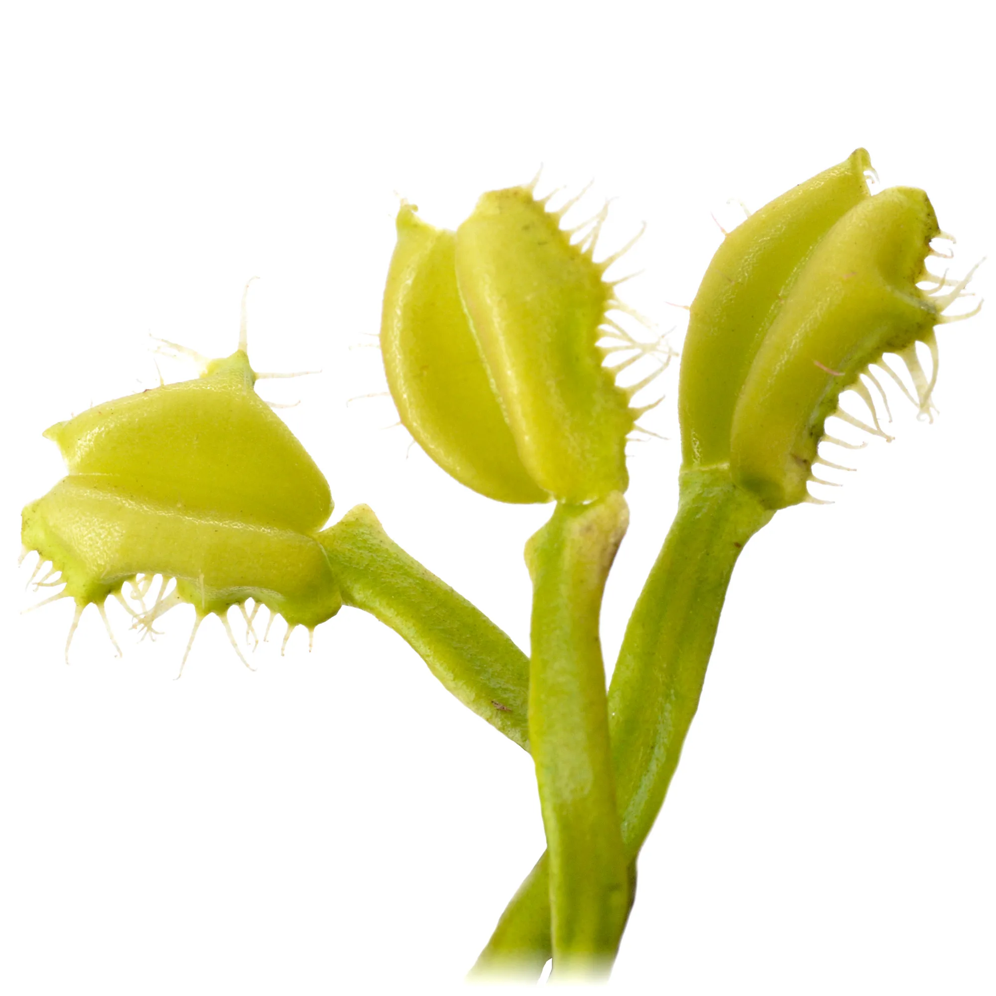 Dionaea muscipula "Angelwings All Green"