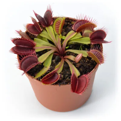 Dionaea muscipula "Australian Red Rosette"