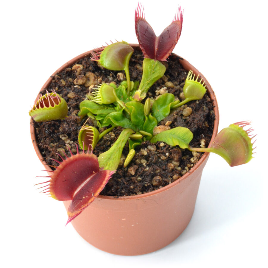 Dionaea muscipula "Baalbereith