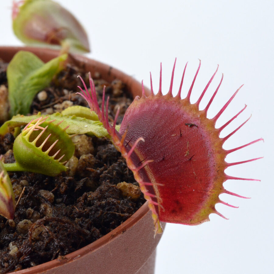 Dionaea muscipula "Baalbereith