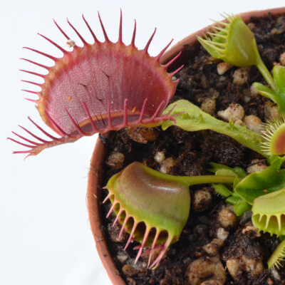 Dionaea muscipula "Baalbereith