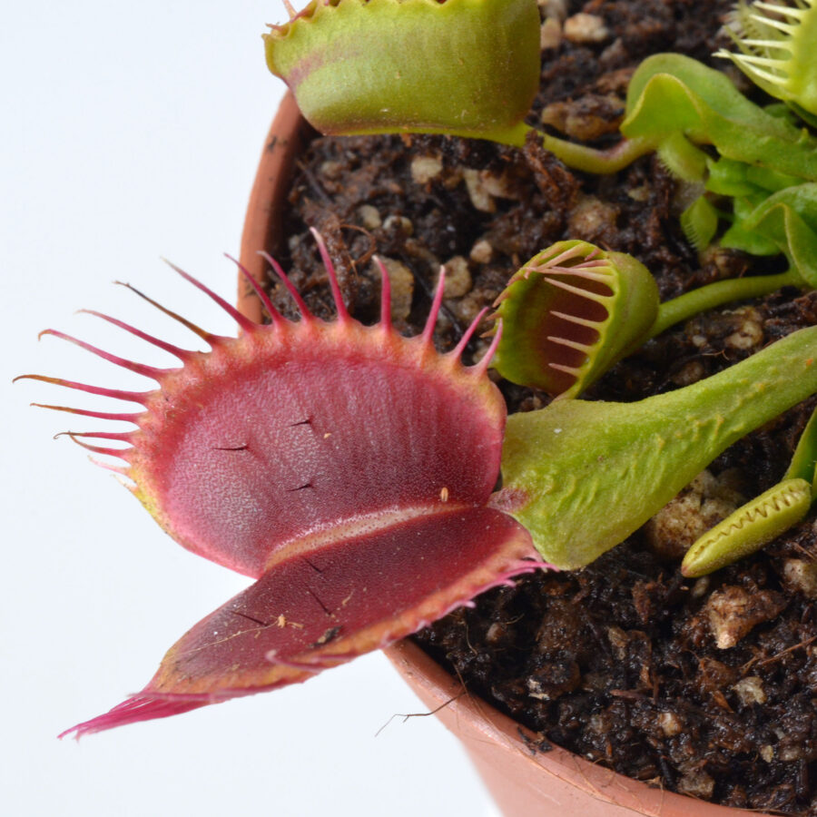 Dionaea muscipula "Baalbereith