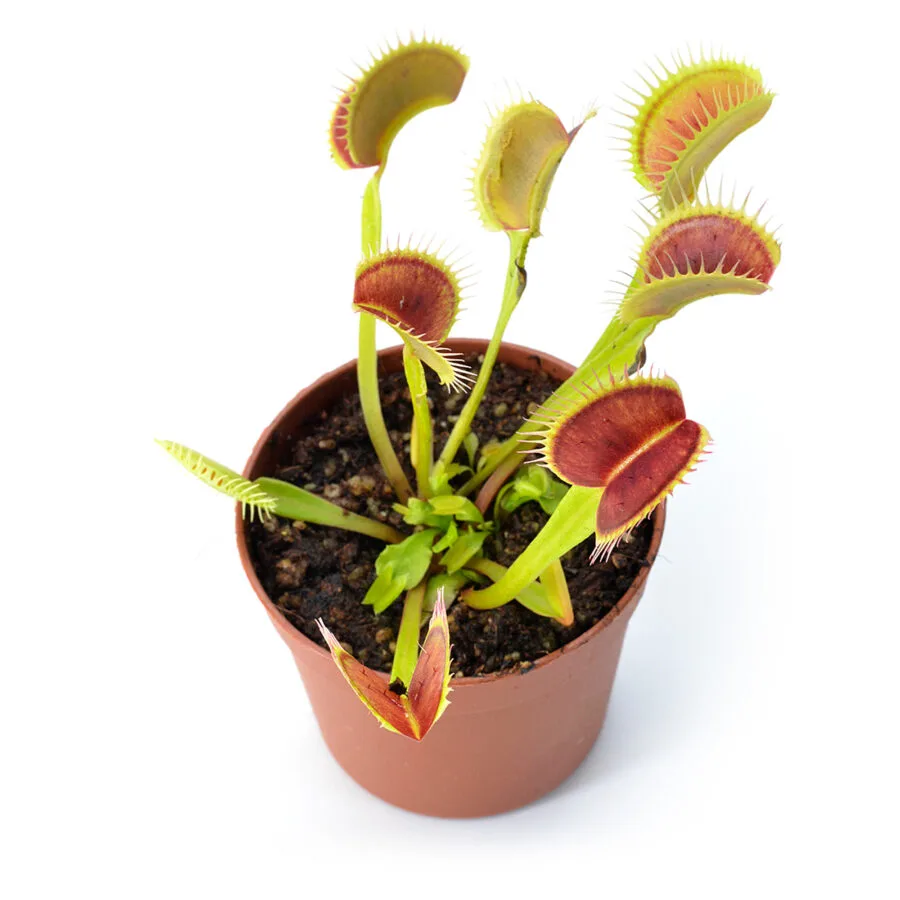 Dionaea muscipula "Barbed Wire"