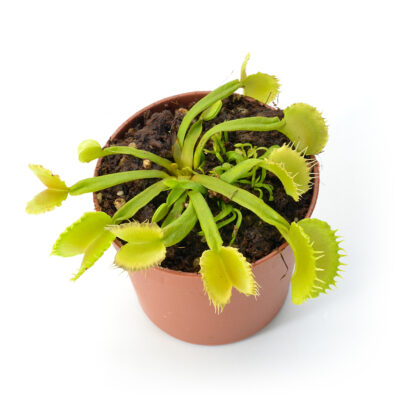 Dionaea muscipula "Basmati"