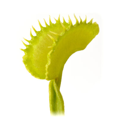 Dionaea muscipula "Basmati"
