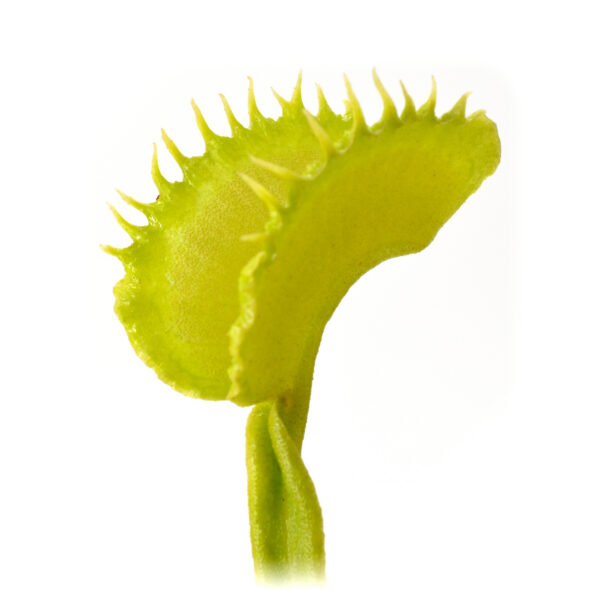 Dionaea muscipula "Basmati"