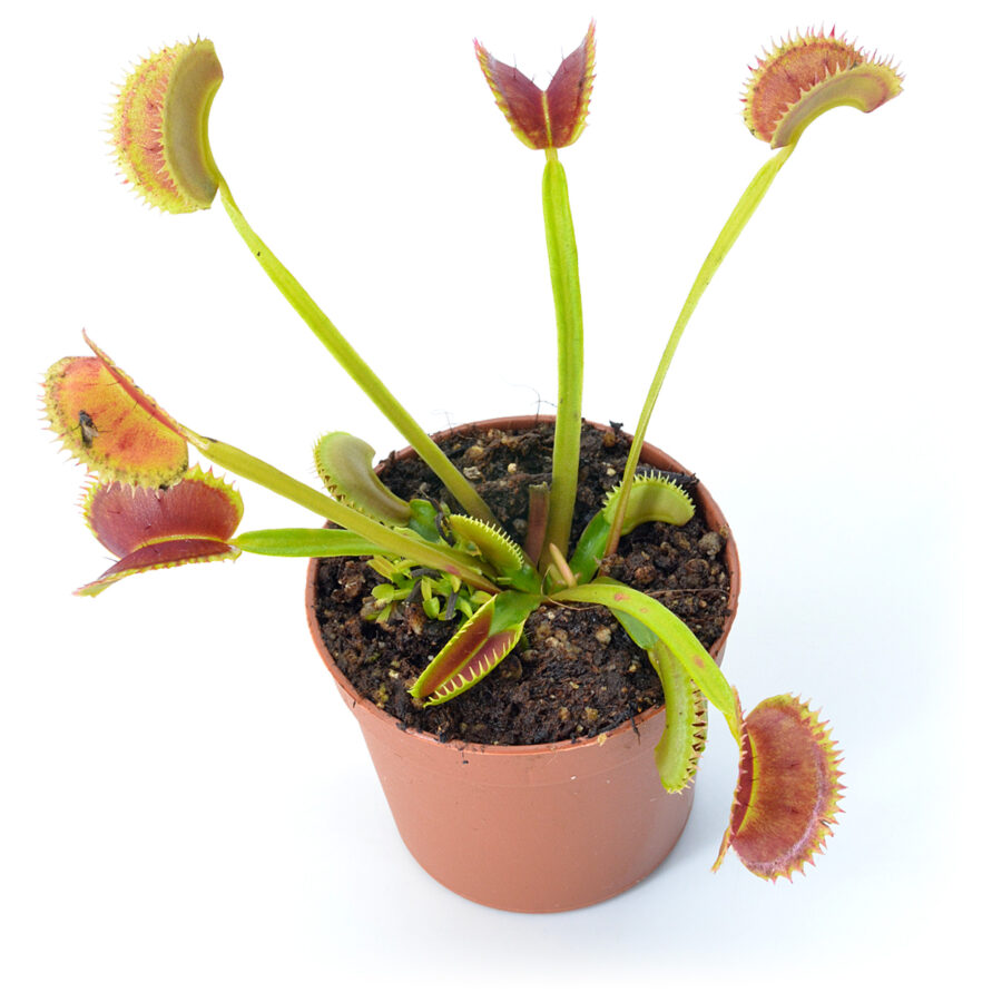 Dionaea muscipula Bear Trap