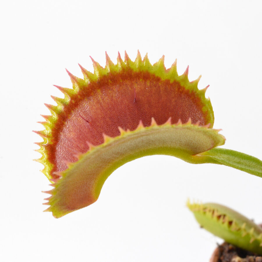 Dionaea muscipula Bear Trap