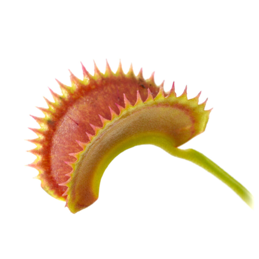 Dionaea muscipula Bear Trap