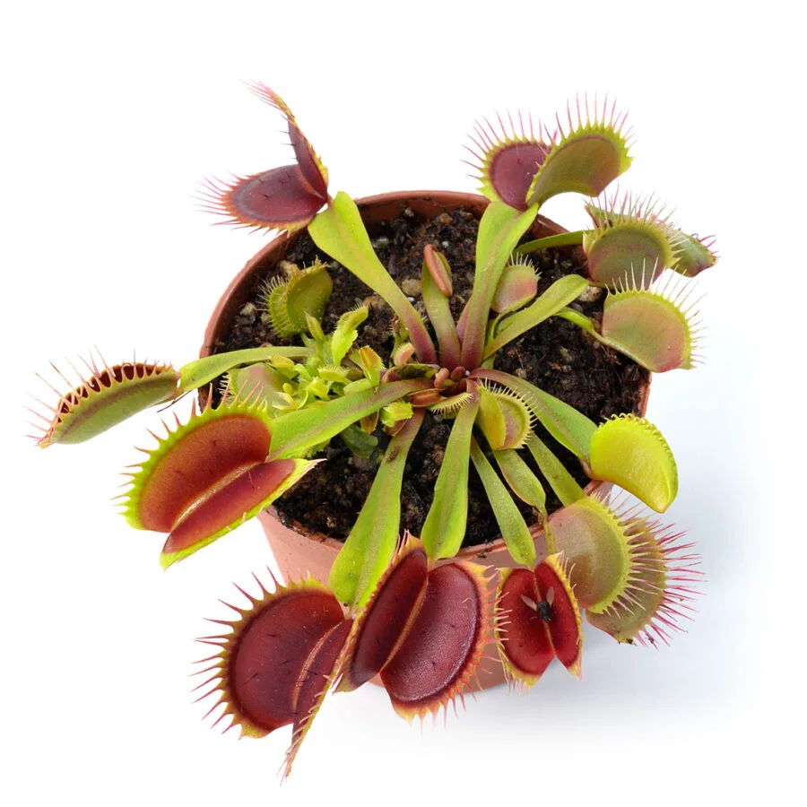 Dionaea muscipula "Big Behemoth"