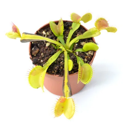 Dionaea muscipula "Charly Mandon's Spotted"