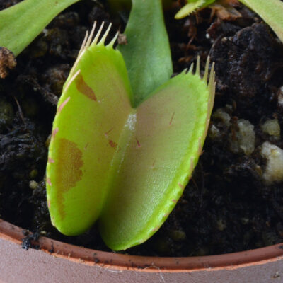 Dionaea muscipula Charly Mandon's Spotted 