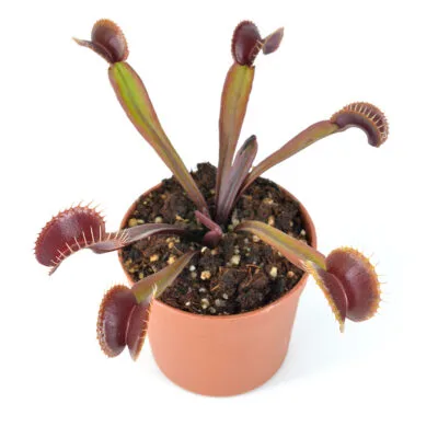 Dionaea muscipula Clayton red sunset DSC_0620