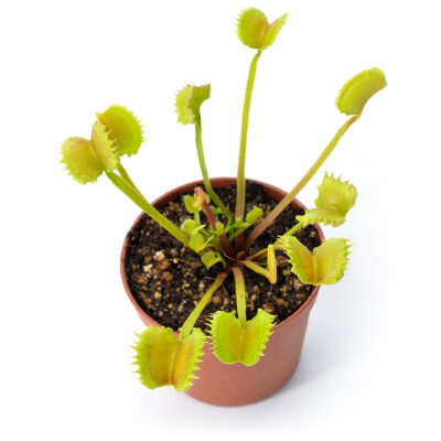 Dionaea muscipula "Conquiscator"