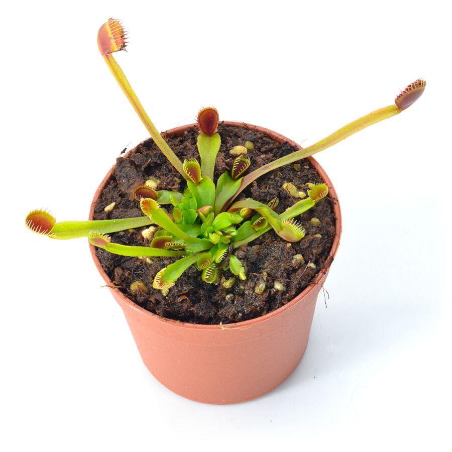 Dionaea "Crazy Cup Trap"