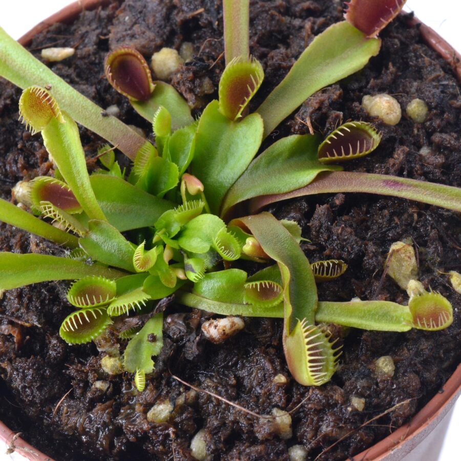 Dionaea "Crazy Cup Trap"