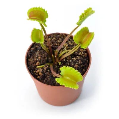 Dionaea muscipula "Damballa"