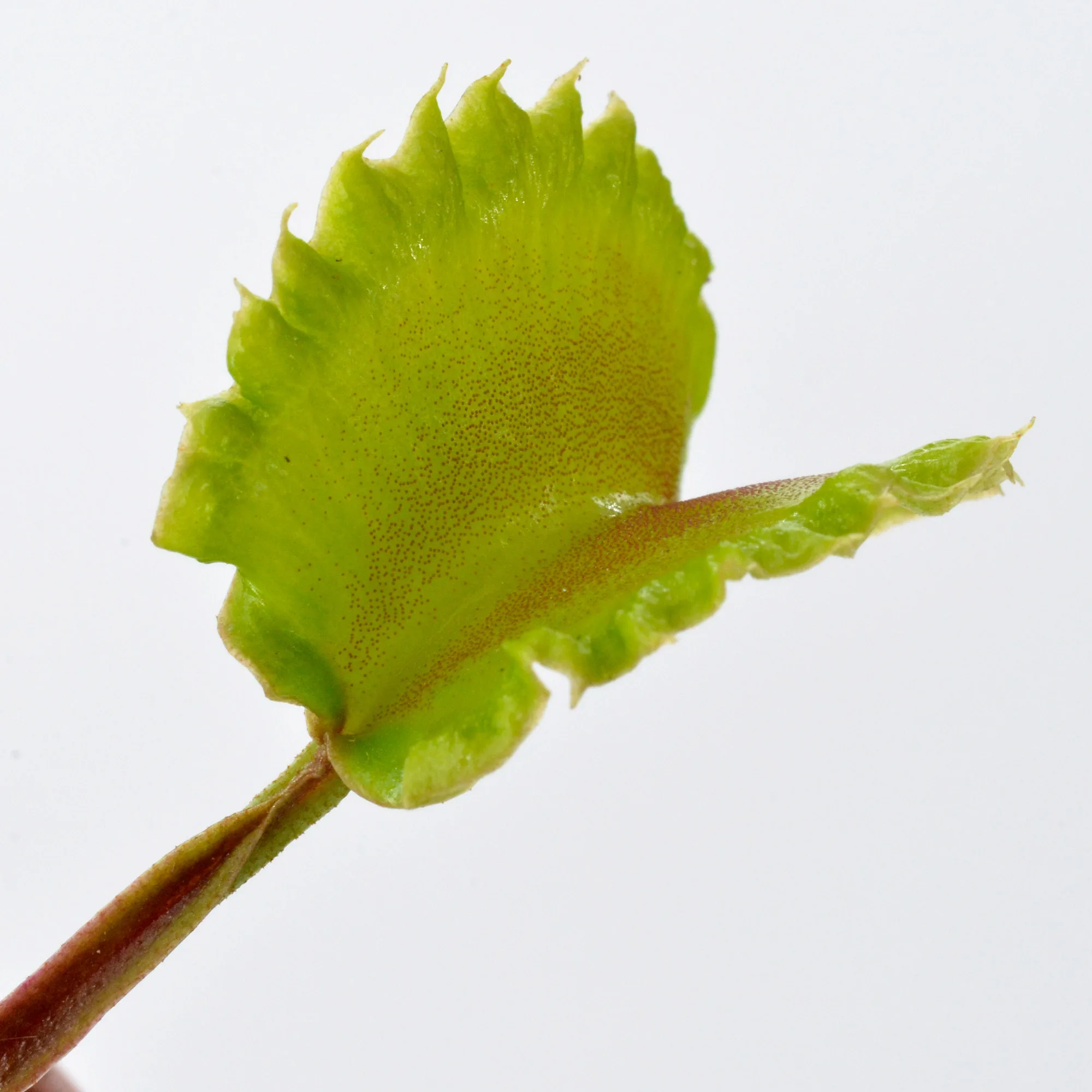 Dionaea muscipula "Damballa" – Image 3
