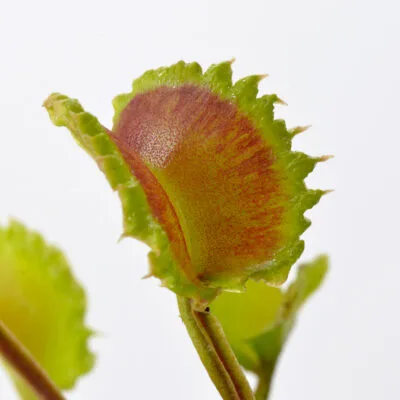 Dionaea muscipula "Damballa"