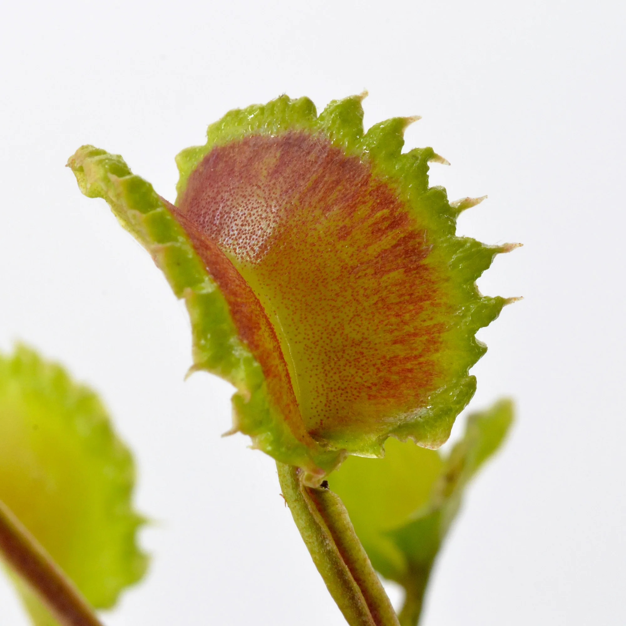 Dionaea muscipula "Damballa" – Image 2