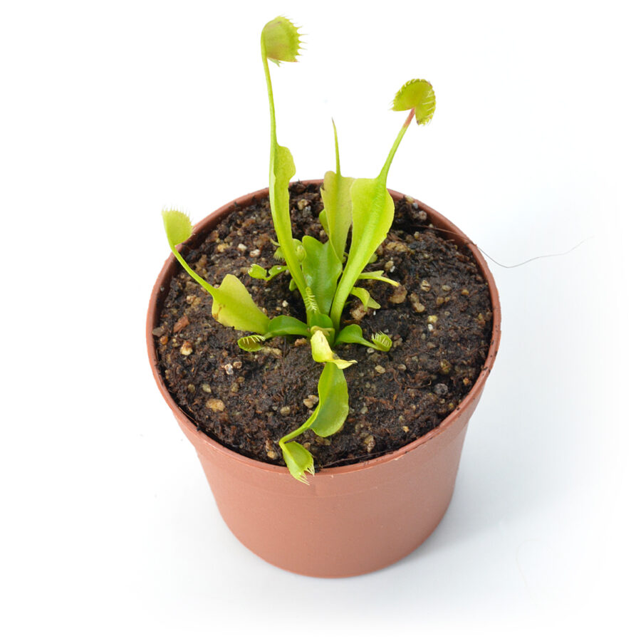 Dionaea muscipula "Erect Cup Trap"