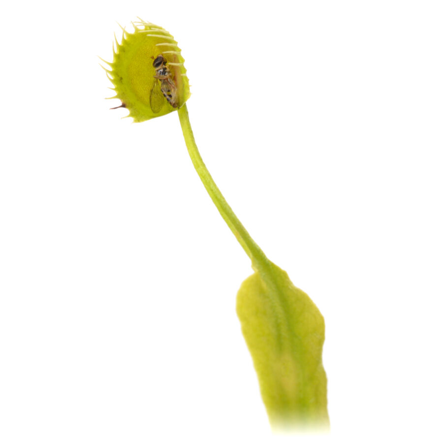 Dionaea muscipula "Erect Cup Trap"