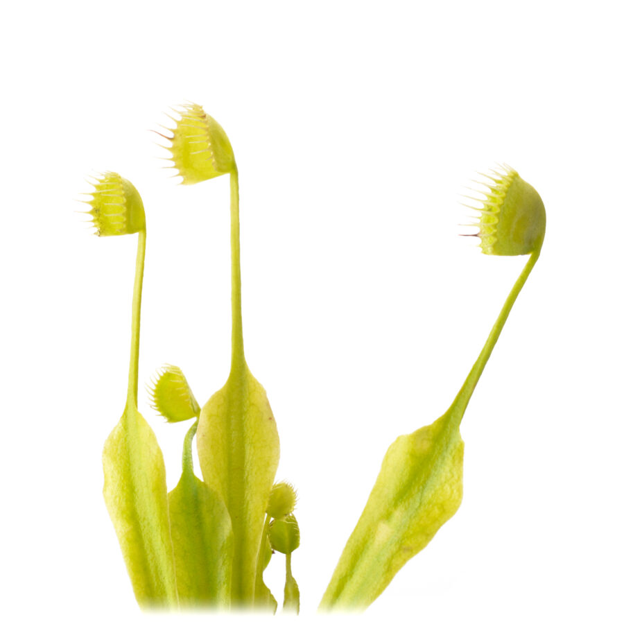 Dionaea muscipula "Erect Cup Trap"