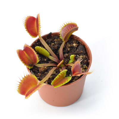 Dionaea muscipula "Evil Puppy"