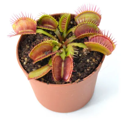 Dionaea muscipula "Fine Tooth x Red"