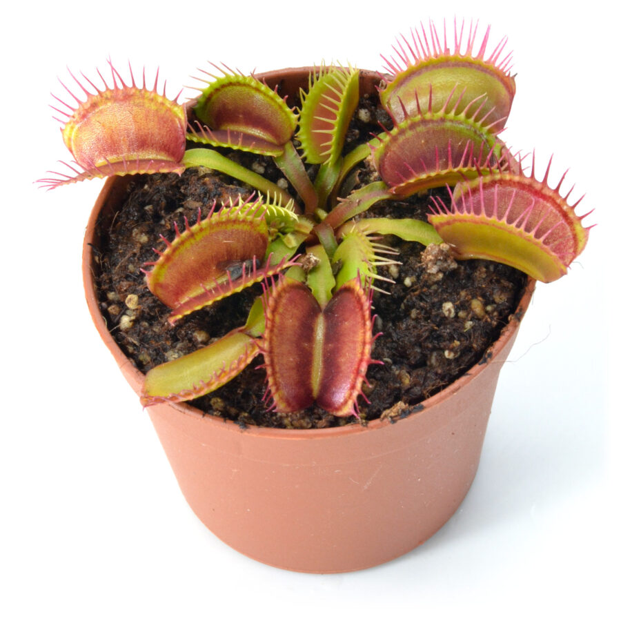 Dionaea muscipula "Fine Tooth x Red"