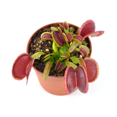 Dionaea muscipula Fused Sawtooth