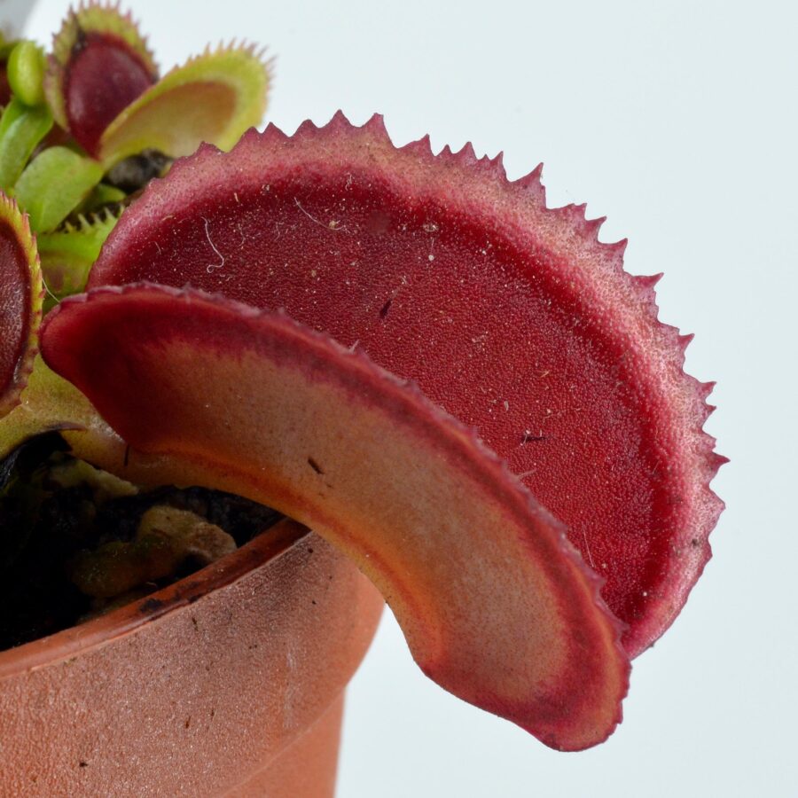 Dionaea muscipula Fused Sawtooth